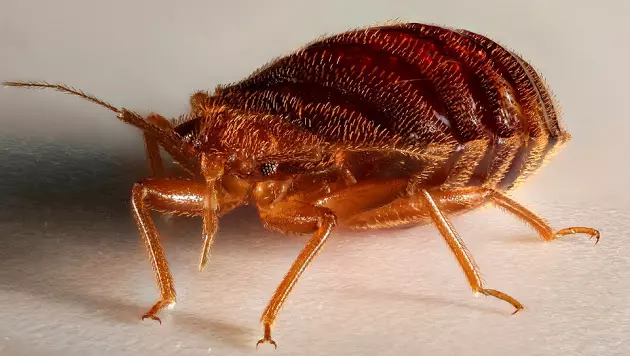 Bed Bugs