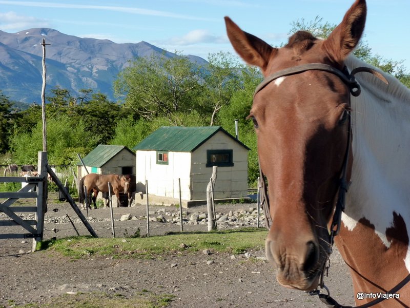 El_Calafate_Estancia_NiBePo_Aike_Caballo_Mira_Camara
