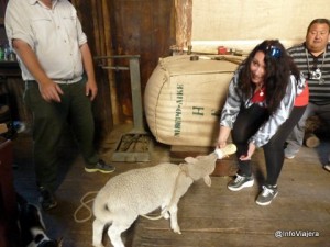 El_Calafate_Estancia_NiBePo_Aike_Ovejita_Dos_Meses_Abandonada_Alimentandola_Mamadera