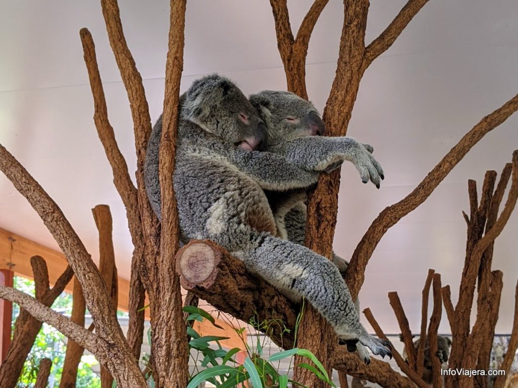 Visitamos el Lone Pine Koala Sanctuary que funciona en Brisbane ...